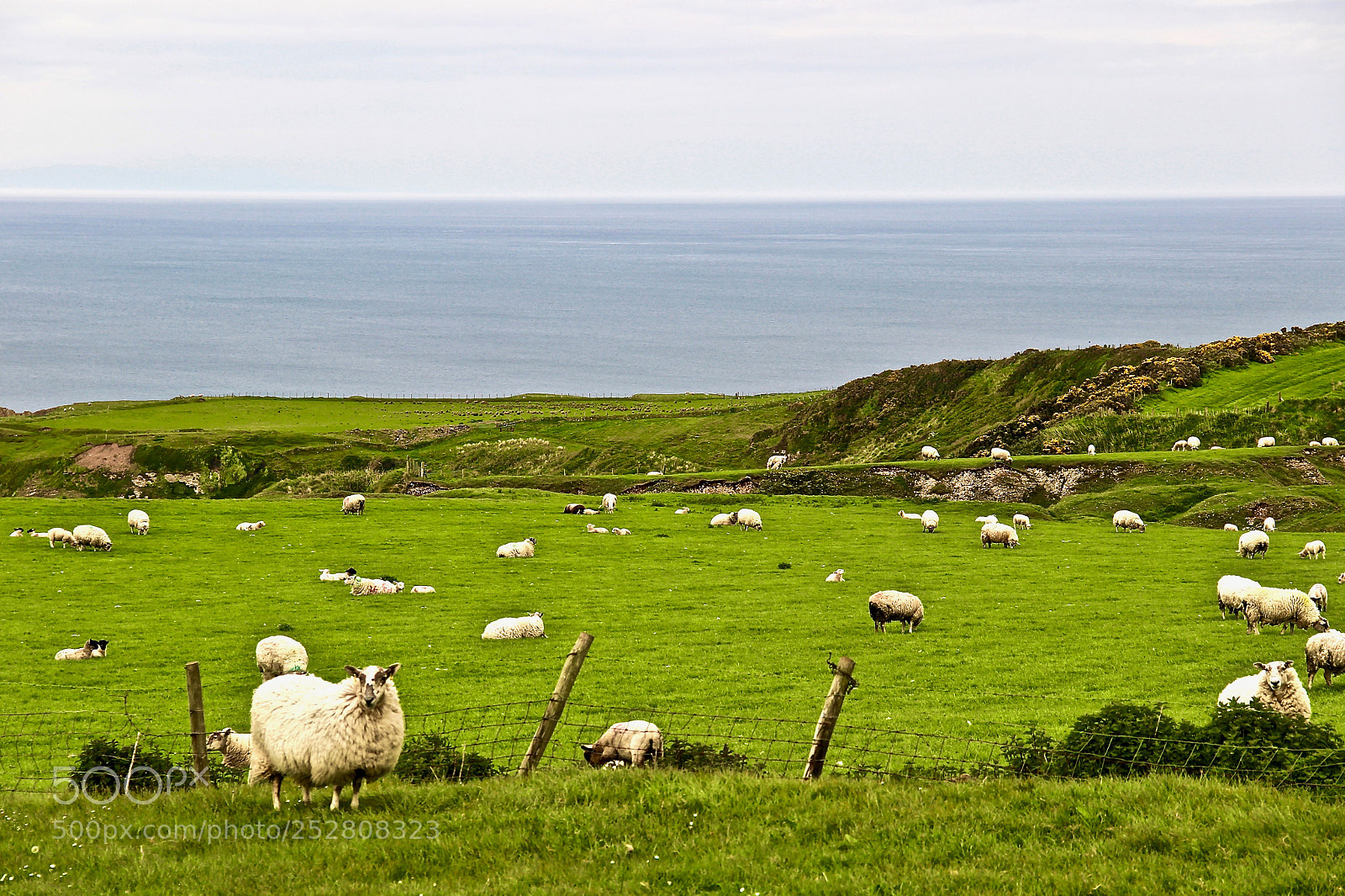Canon EOS 600D (Rebel EOS T3i / EOS Kiss X5) sample photo. Sheep ireland's photography