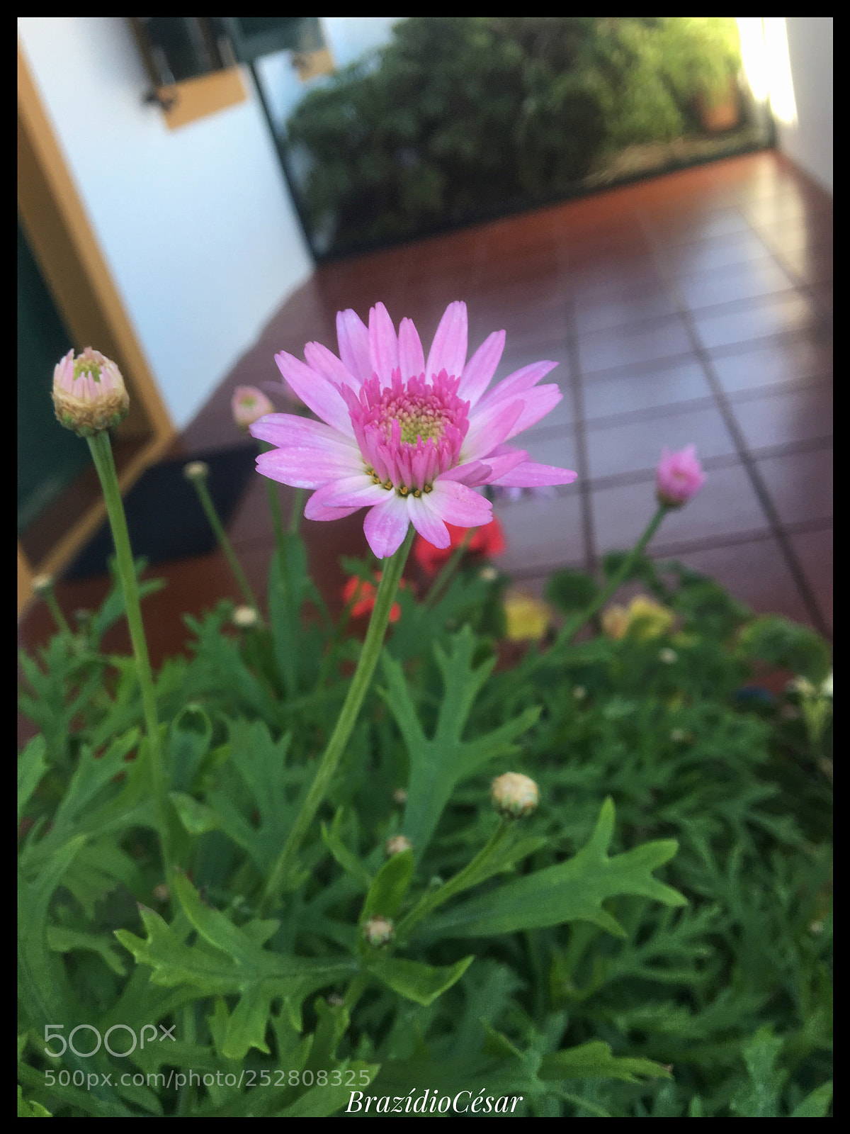 Apple iPhone 6s sample photo. Untitled photography