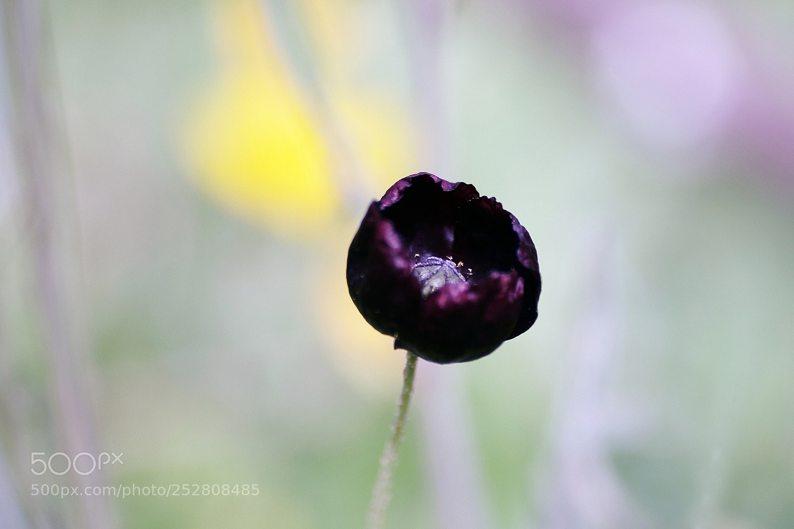 Canon EOS 1000D (EOS Digital Rebel XS / EOS Kiss F) sample photo. +++++ photography