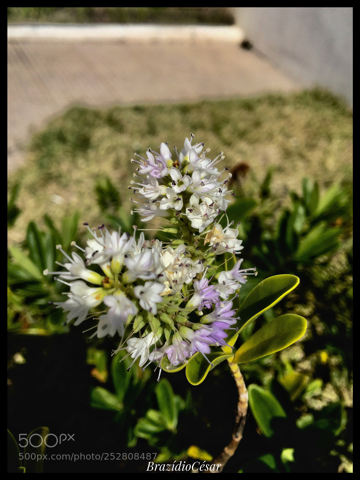 Apple iPhone 6s sample photo. Untitled photography