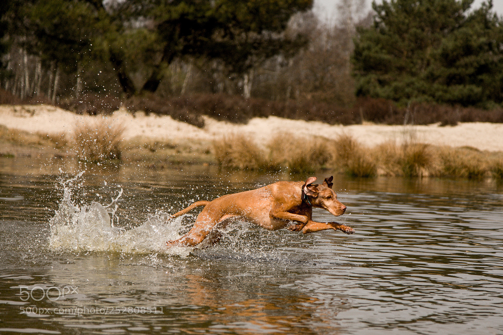 Canon EOS 5D sample photo. Must love dogs senna photography