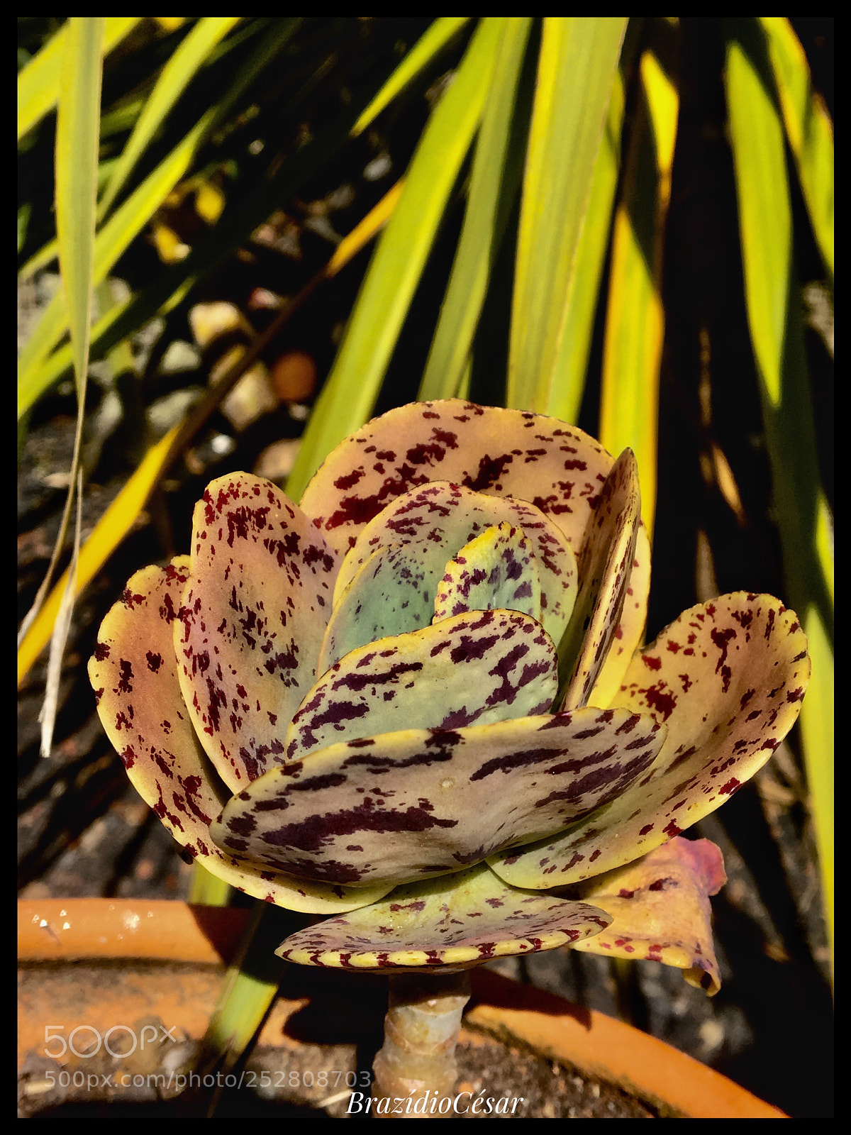 Apple iPhone 6s sample photo. Untitled photography