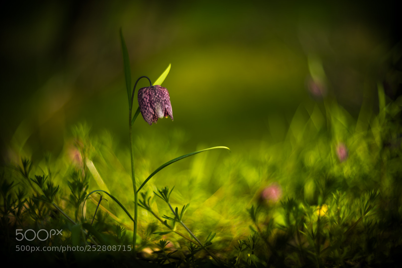 Nikon D610 sample photo. Deep forest photography