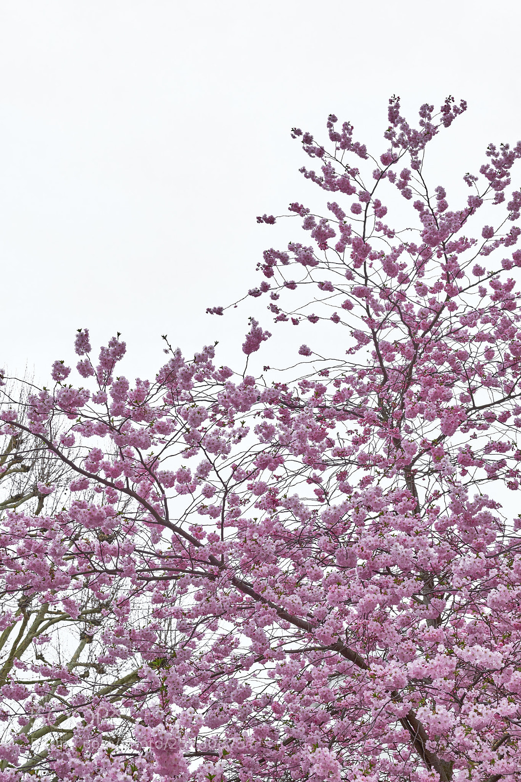 Fujifilm X-T20 sample photo. London cherry blossom photography