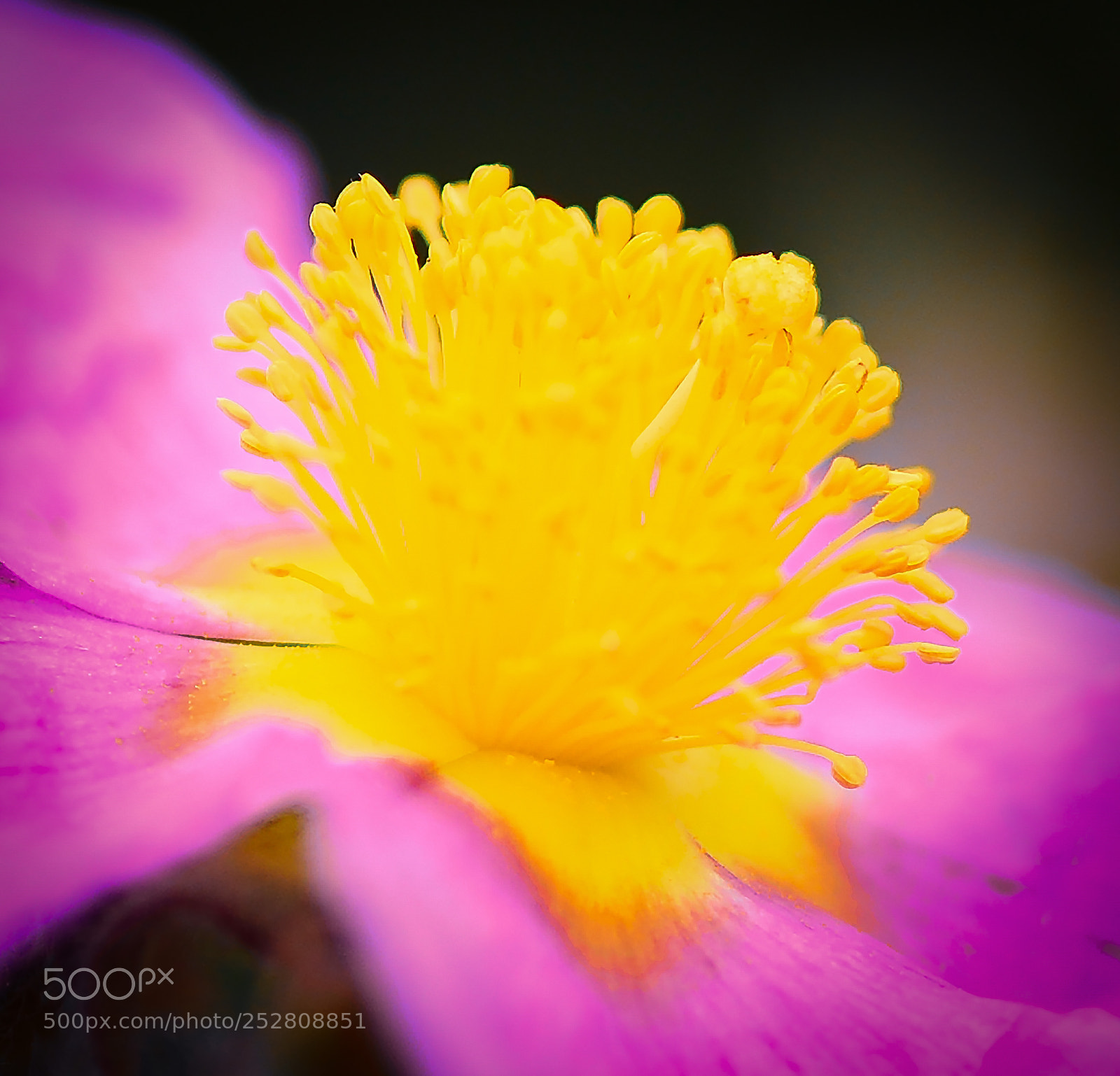 Nikon D7100 sample photo. Spring explosion photography