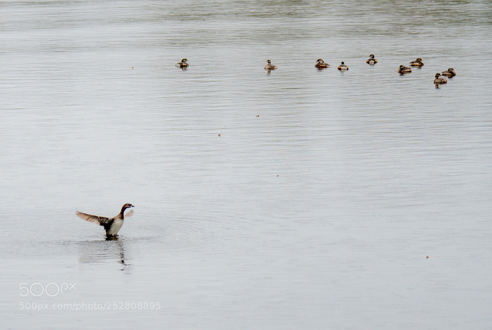 Olympus OM-D E-M5 II sample photo. Ducks in the rain photography