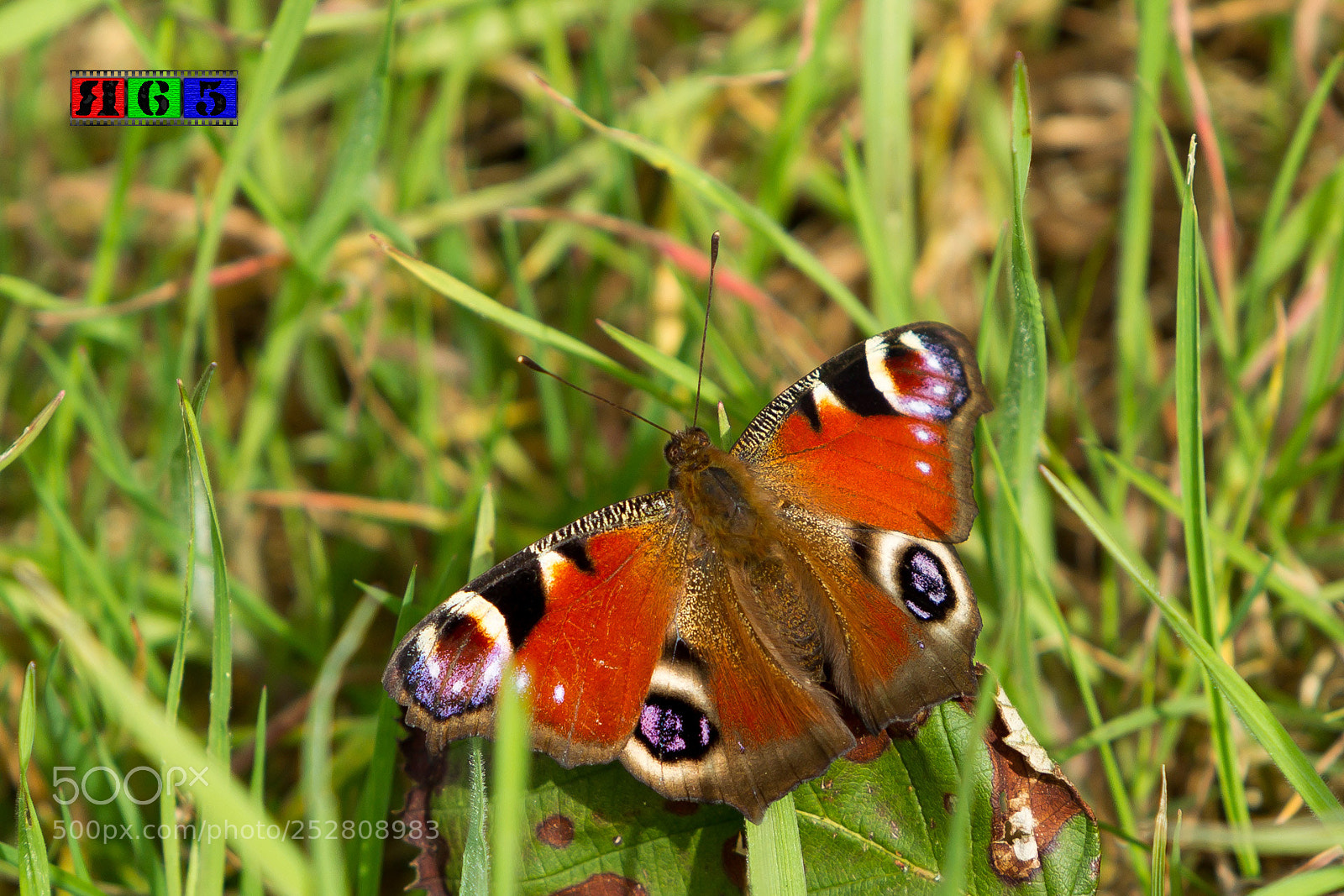 Canon EOS-1D Mark IV sample photo. Tagpfauenauge photography