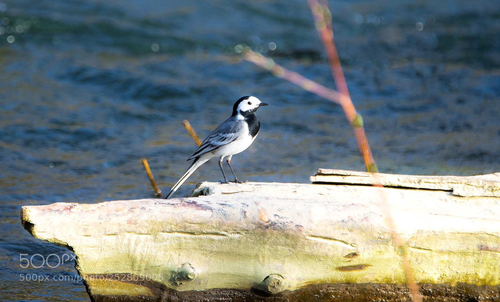 Nikon D610 sample photo. White/pied wagtail photography