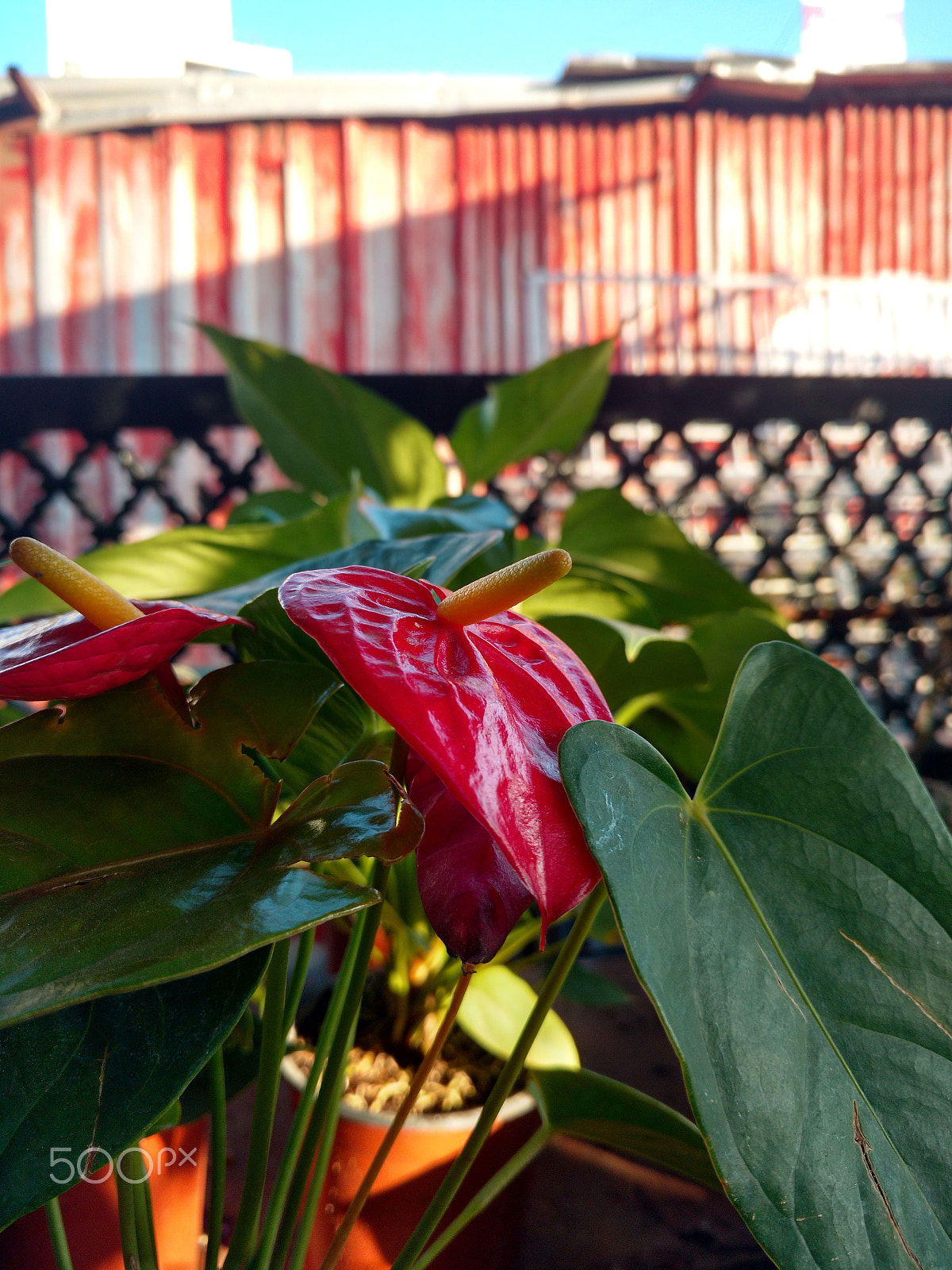Motorola Moto X Play sample photo. Hdr photography