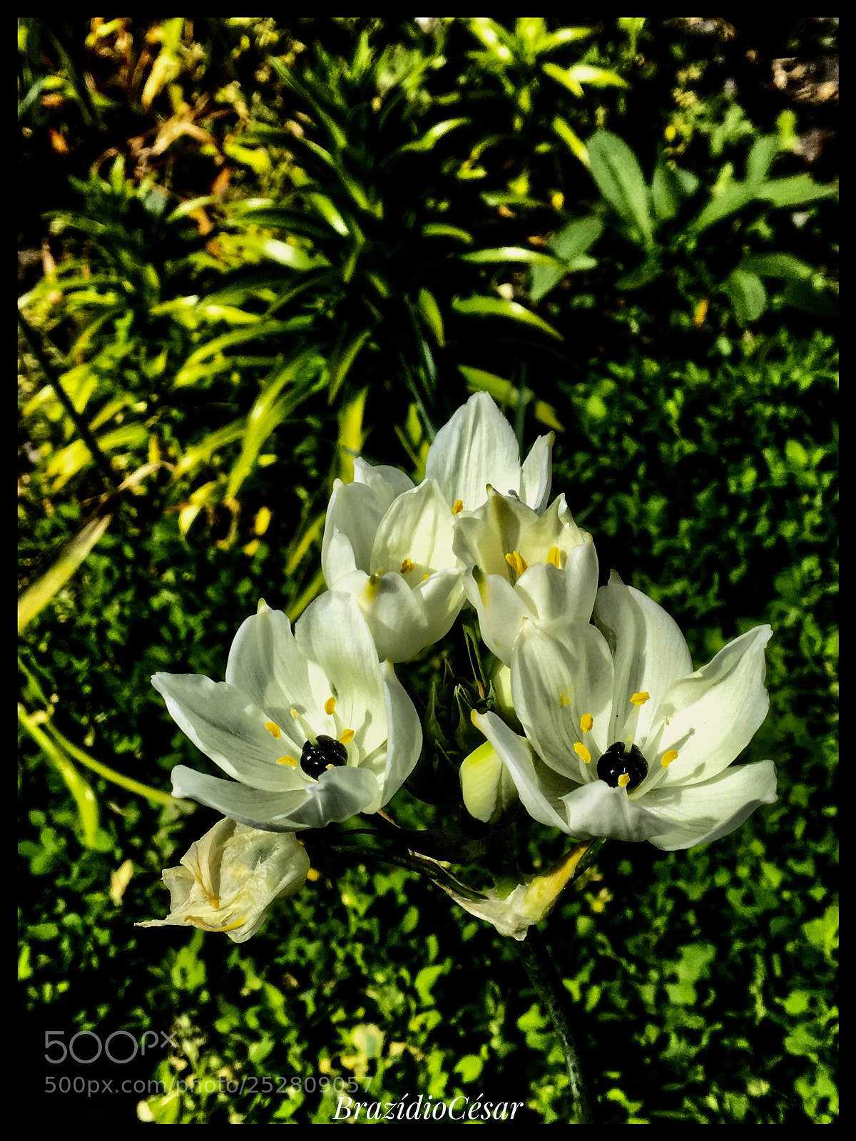 Apple iPhone 6s sample photo. Untitled photography