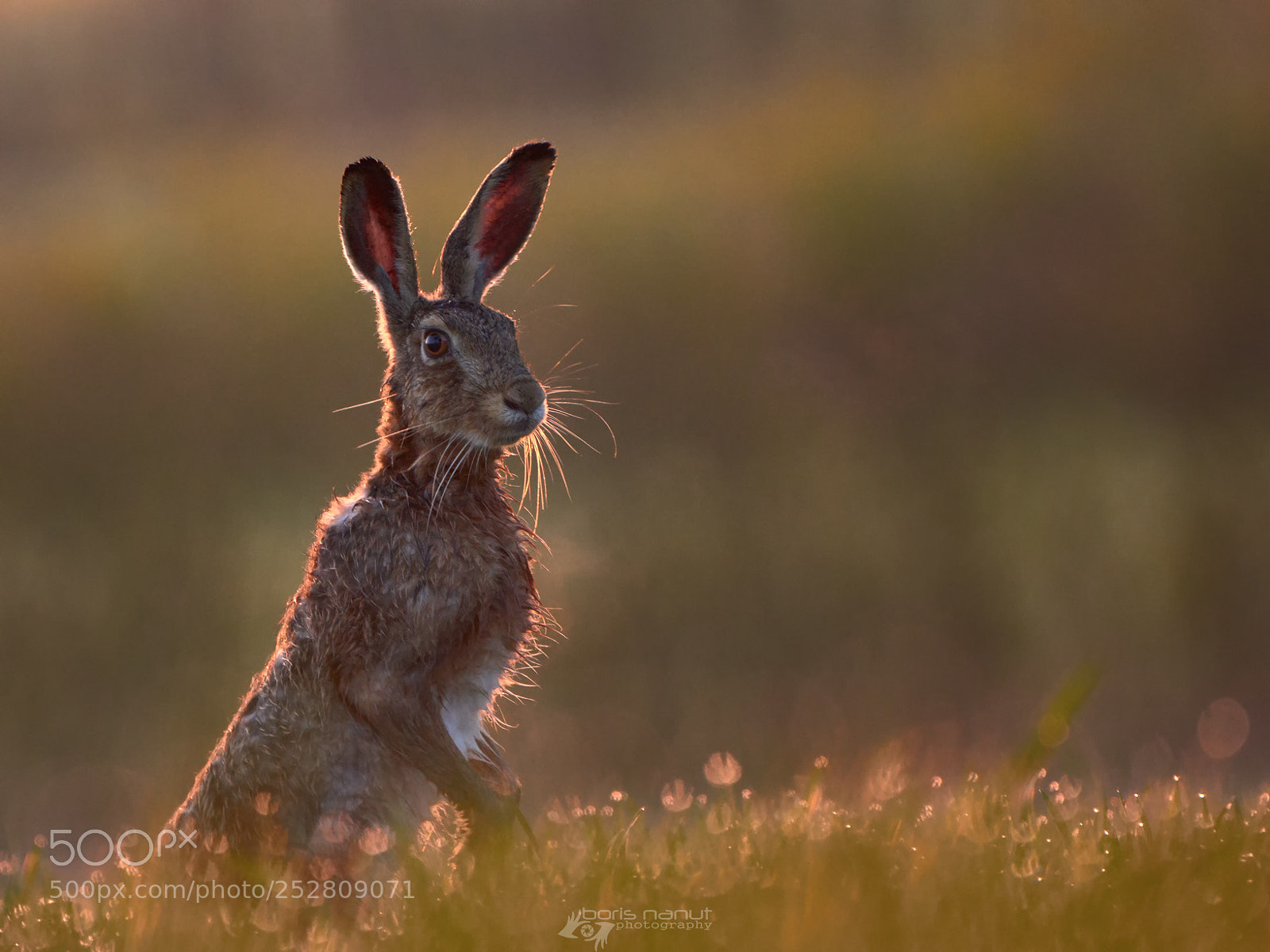 Nikon D7200 sample photo. Rabbit and backlight photography