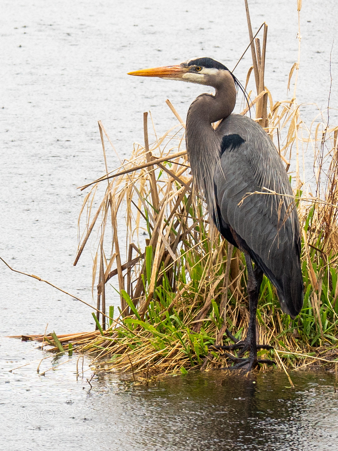 Olympus OM-D E-M5 II sample photo. Heron in the rain photography