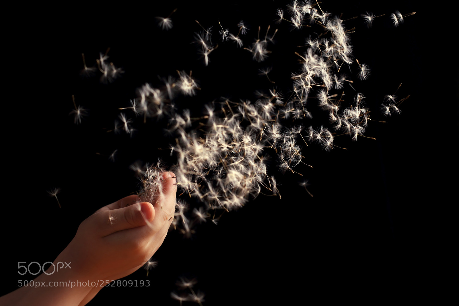 Canon EOS 60D sample photo. Blowing dandelion with children's photography