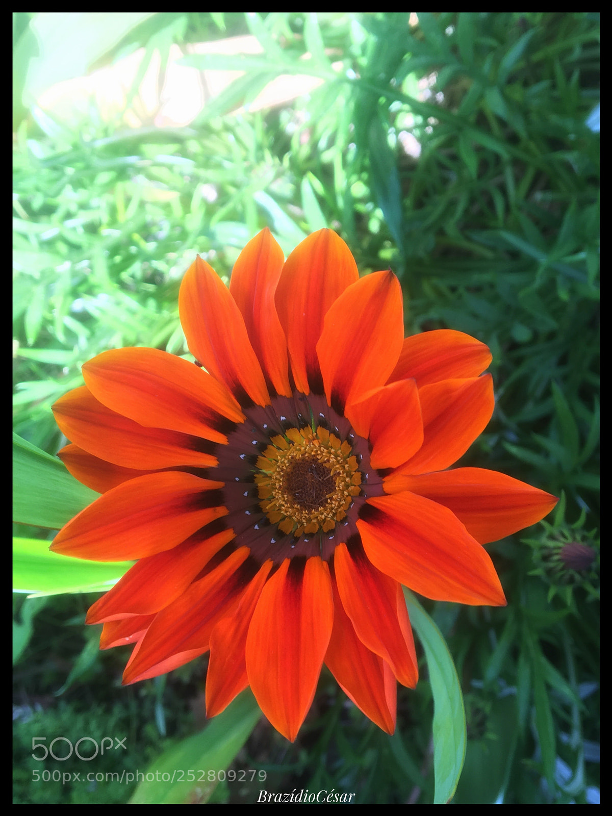 Apple iPhone 6s sample photo. Untitled photography