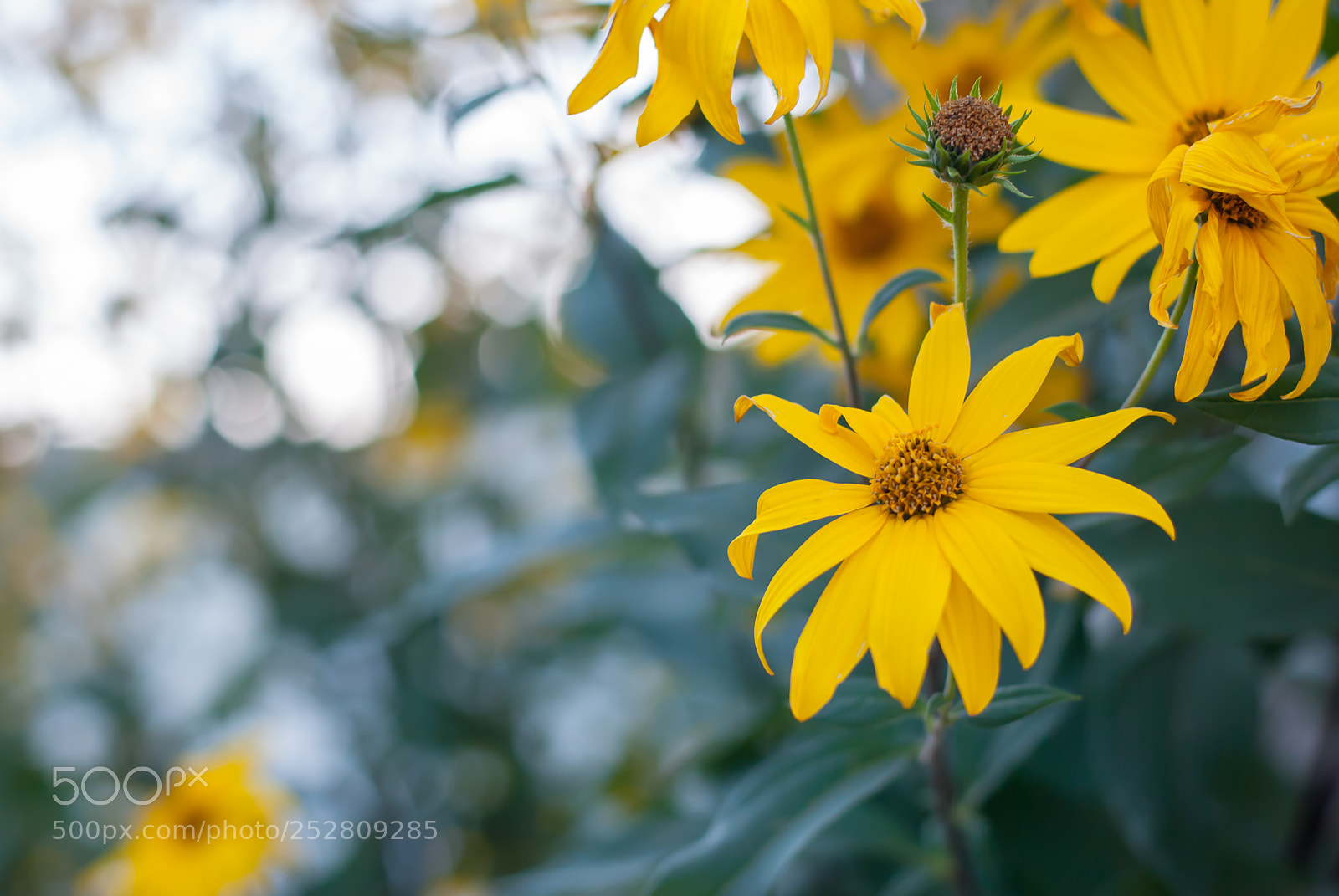 Nikon D3000 sample photo. Backyard beauty photography