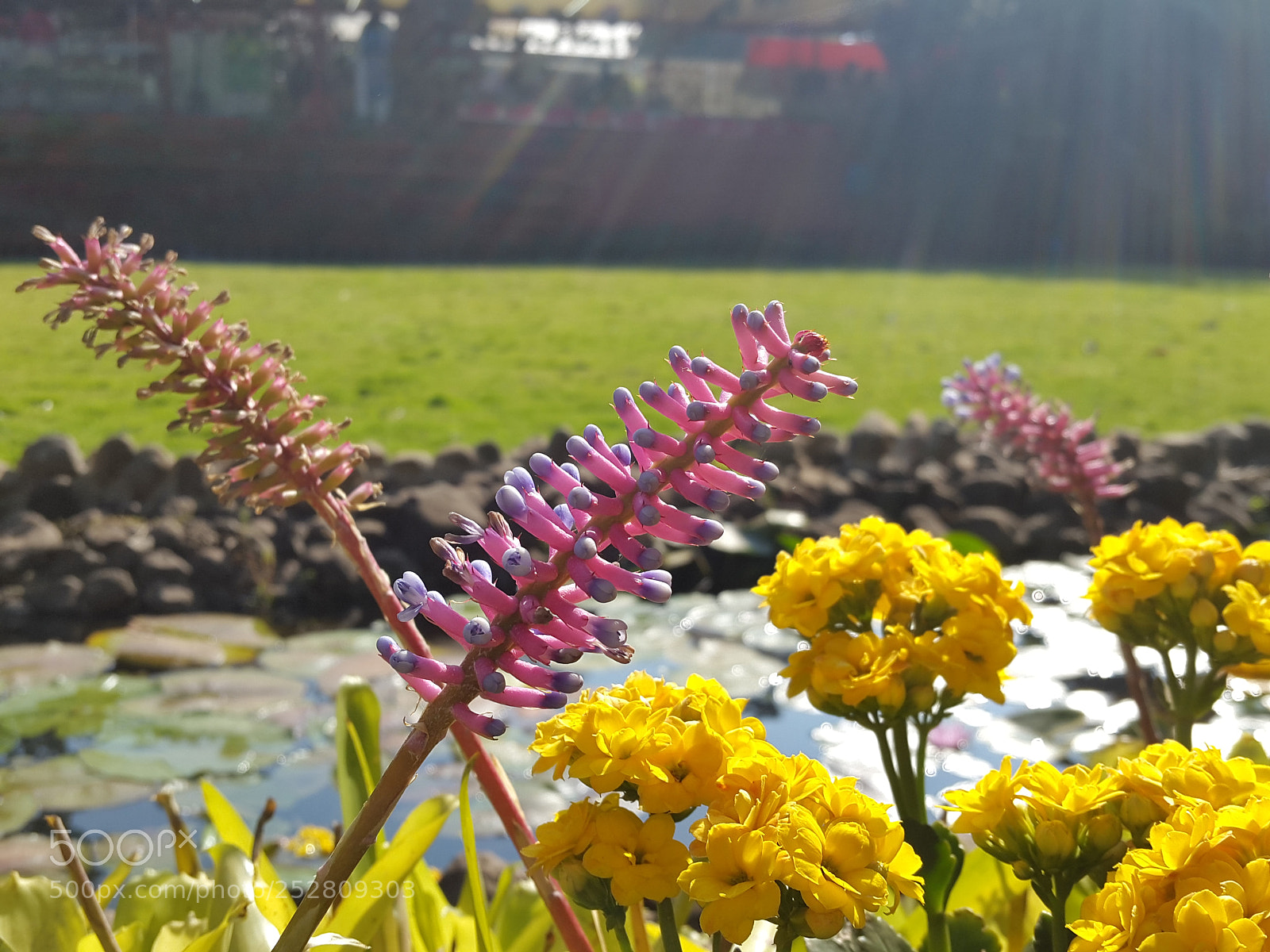 Samsung Galaxy S5 sample photo. Ameyzing flowers photography