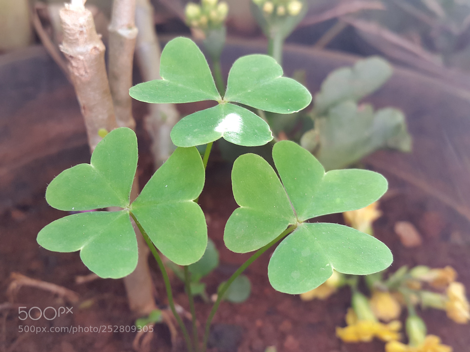 Samsung Galaxy S5 sample photo. Ameyzing flowers photography