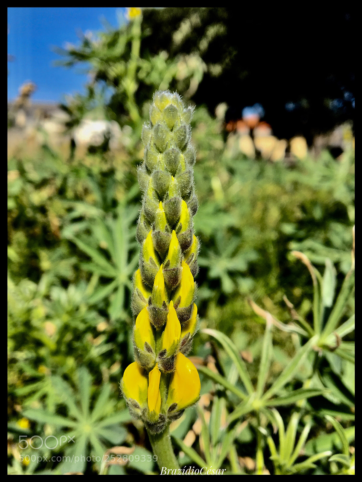Apple iPhone 6s sample photo. Untitled photography