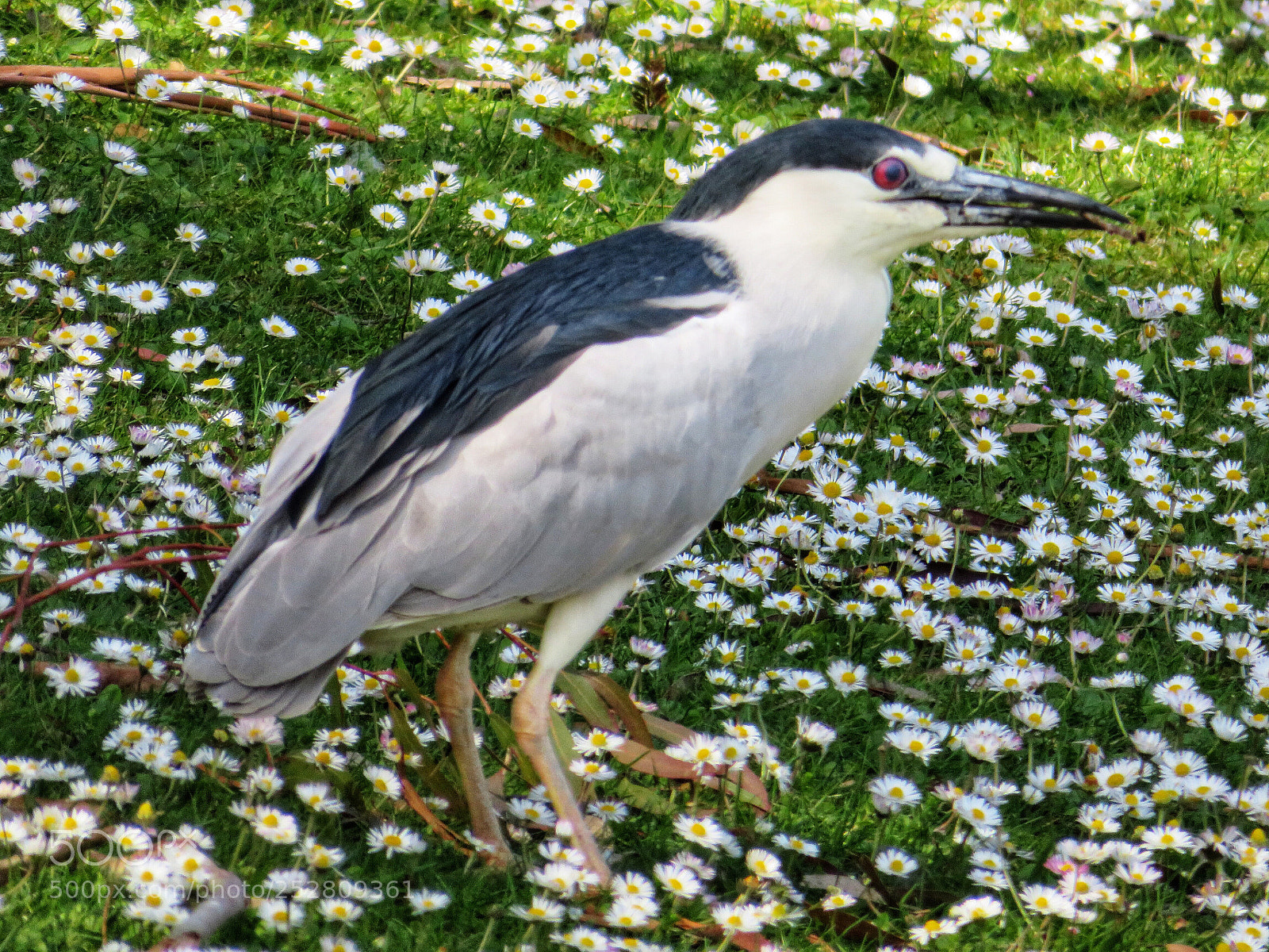 Canon PowerShot SX720 HS sample photo. Standing in daisies  photography