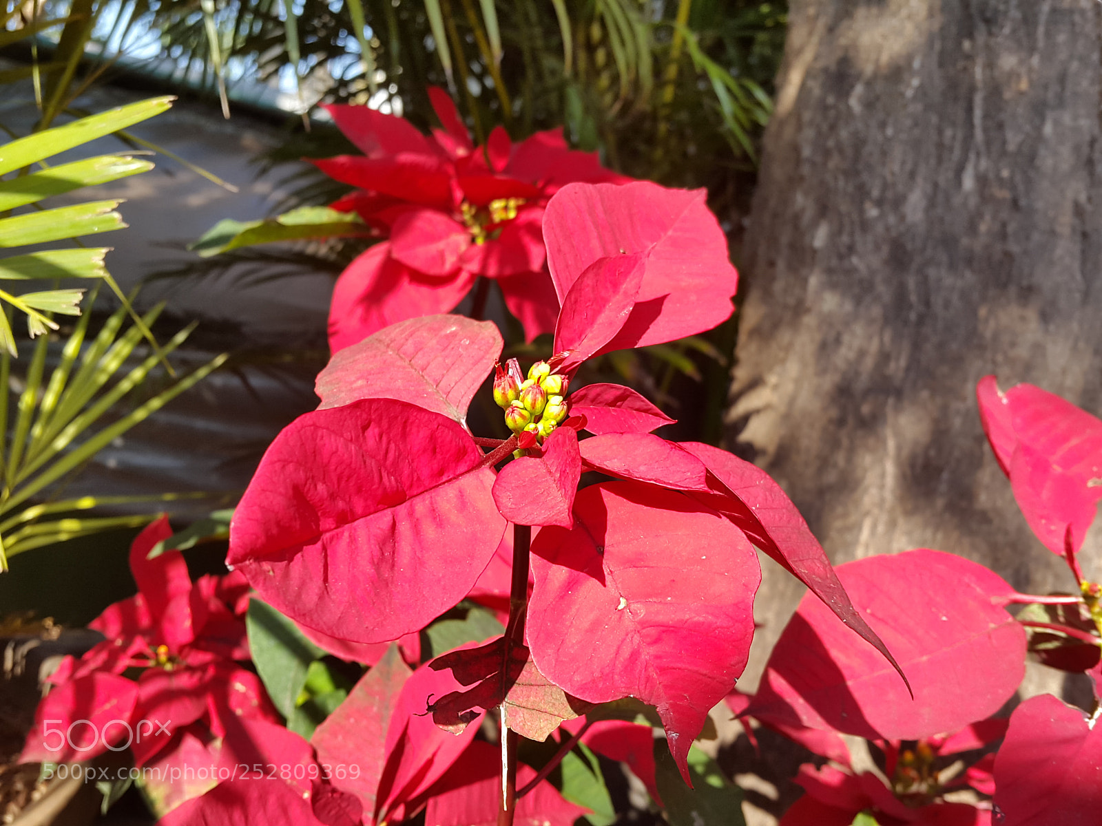 Samsung Galaxy S5 sample photo. Ameyzing flowers photography