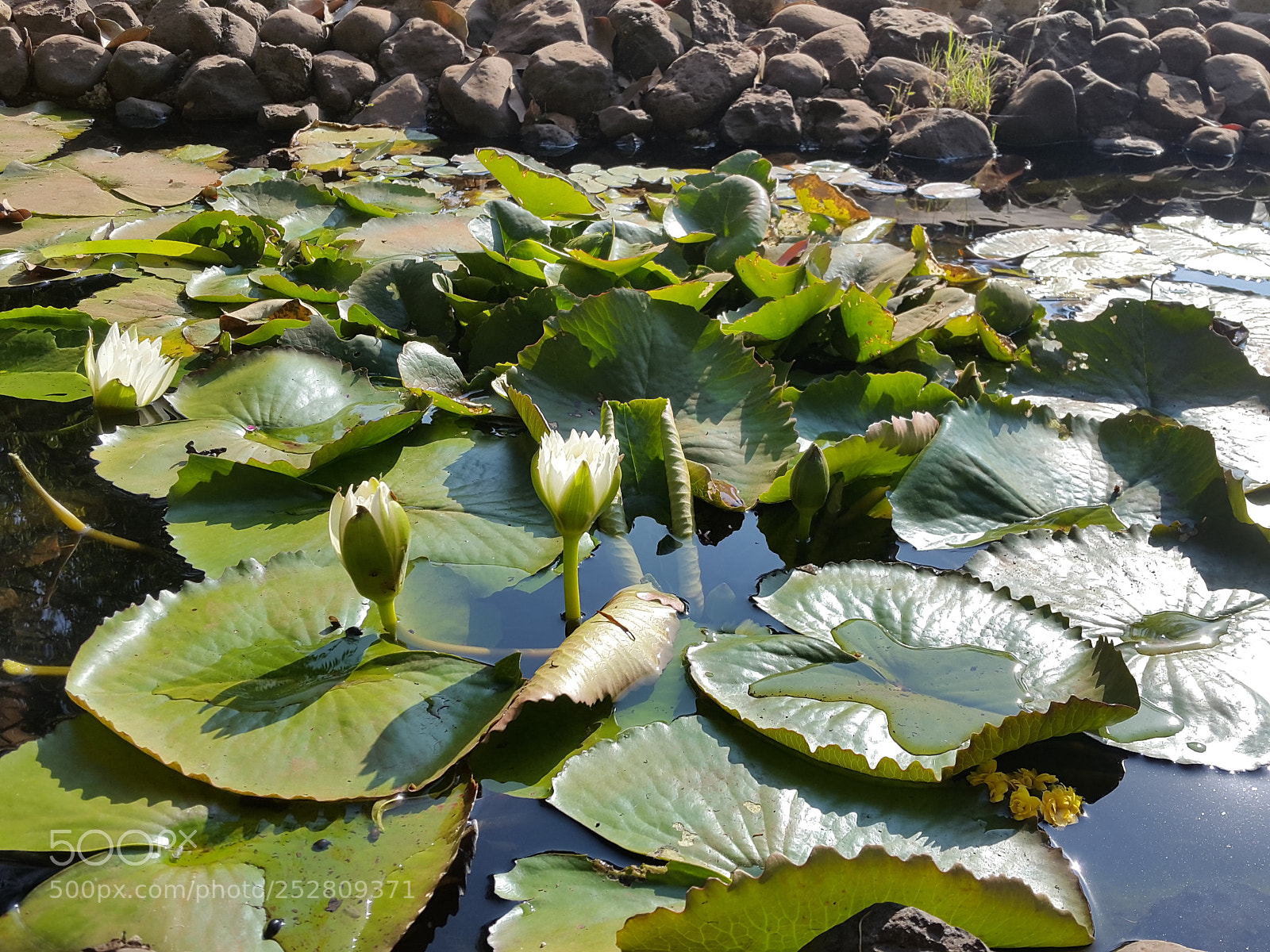 Samsung Galaxy S5 sample photo. Ameyzing flowers photography