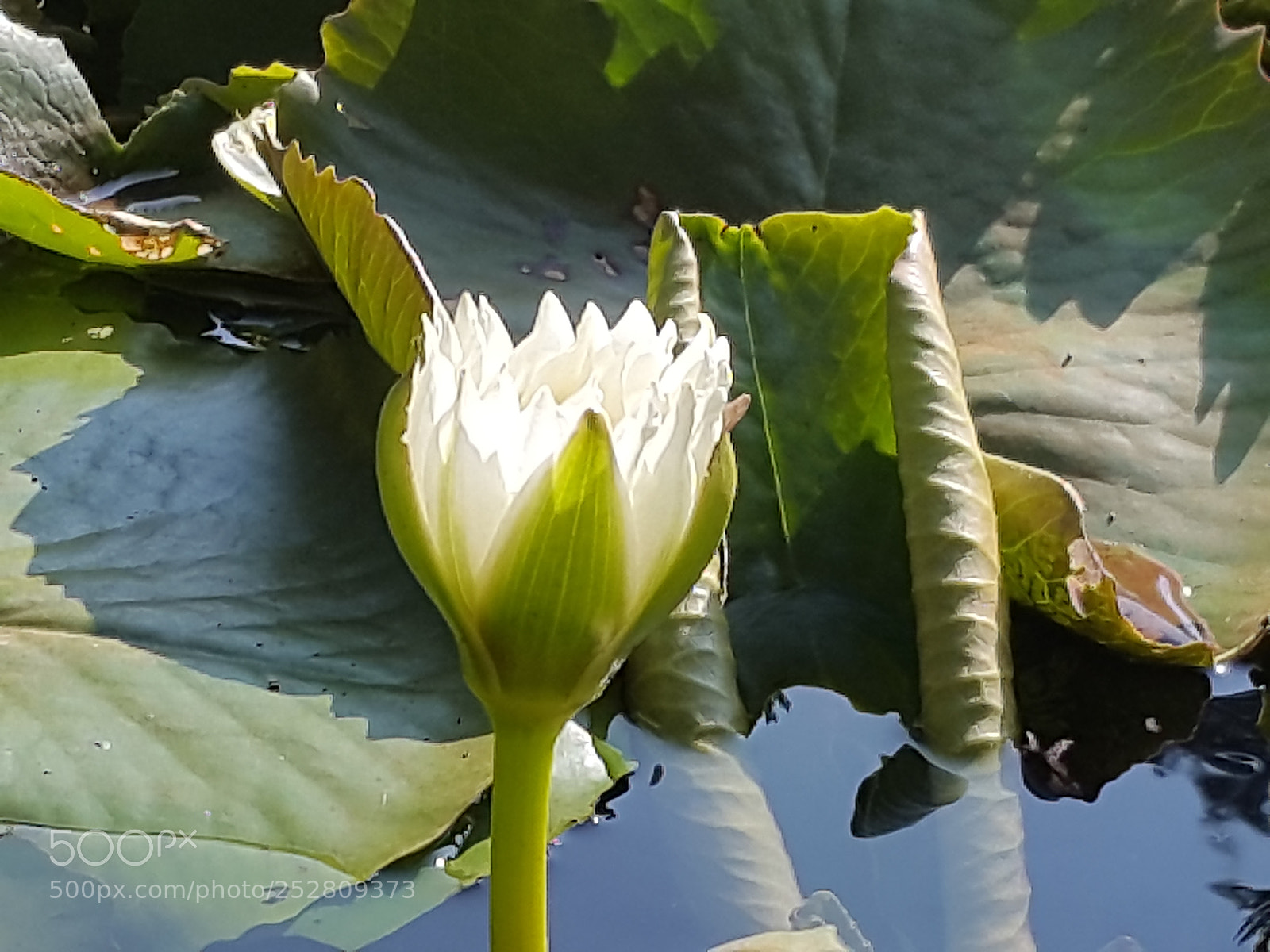 Samsung Galaxy S5 sample photo. Ameyzing flowers photography