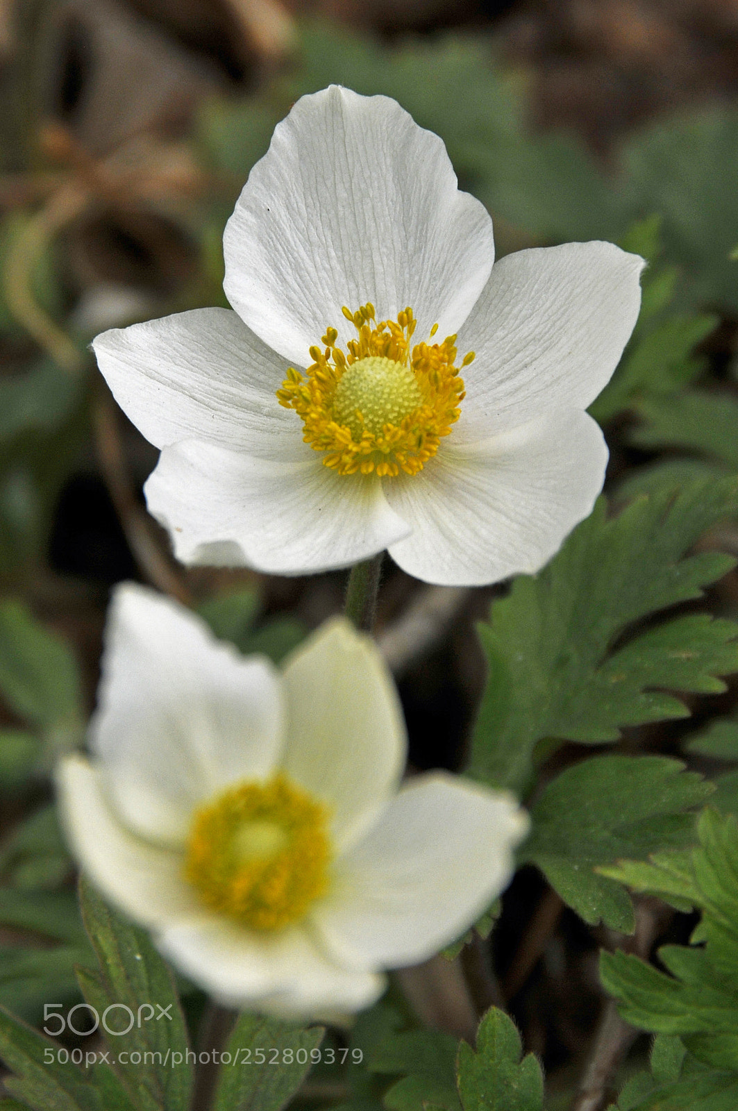 Nikon D300 sample photo. Spring blooming photography