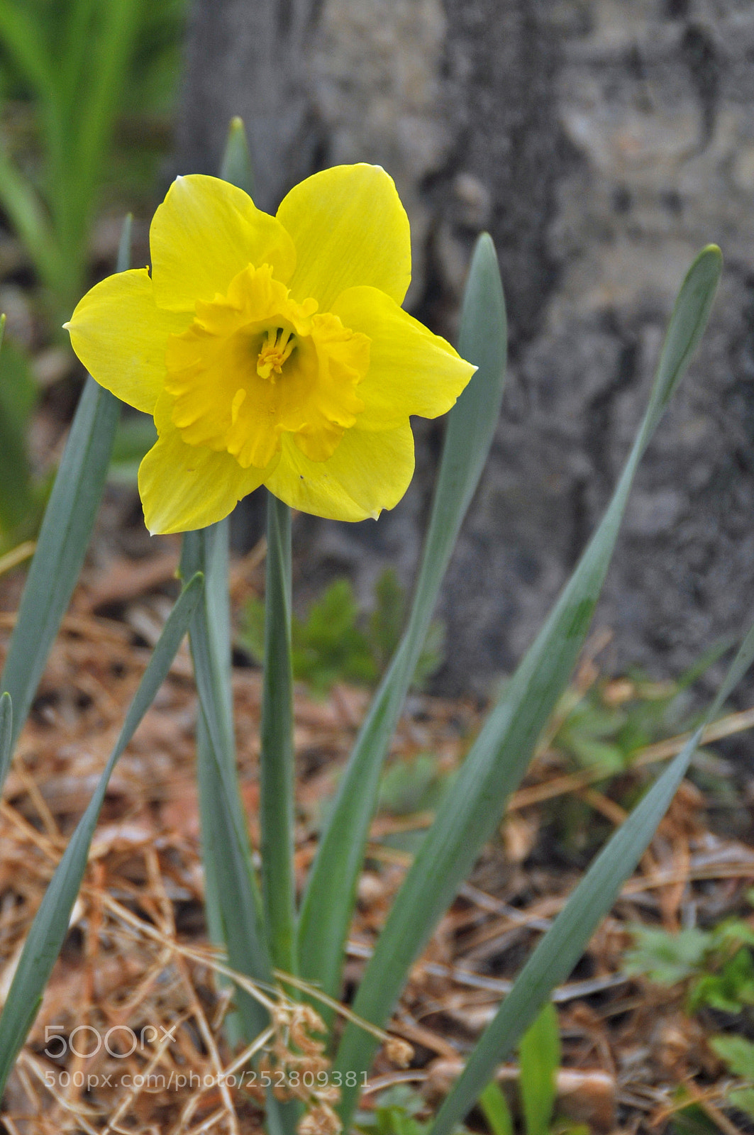 Nikon D300 sample photo. Hello yellow photography