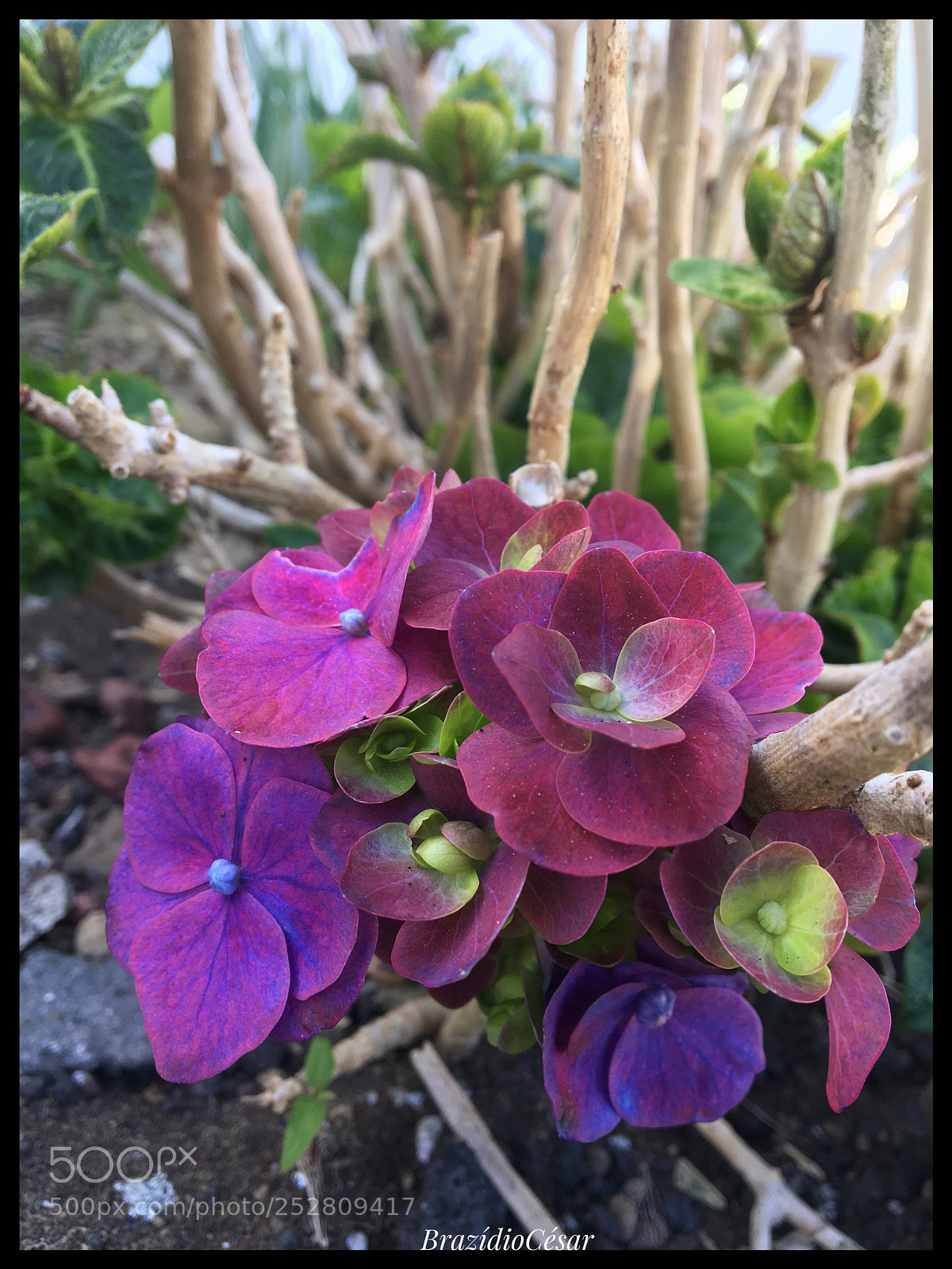 Apple iPhone 6s sample photo. Untitled photography