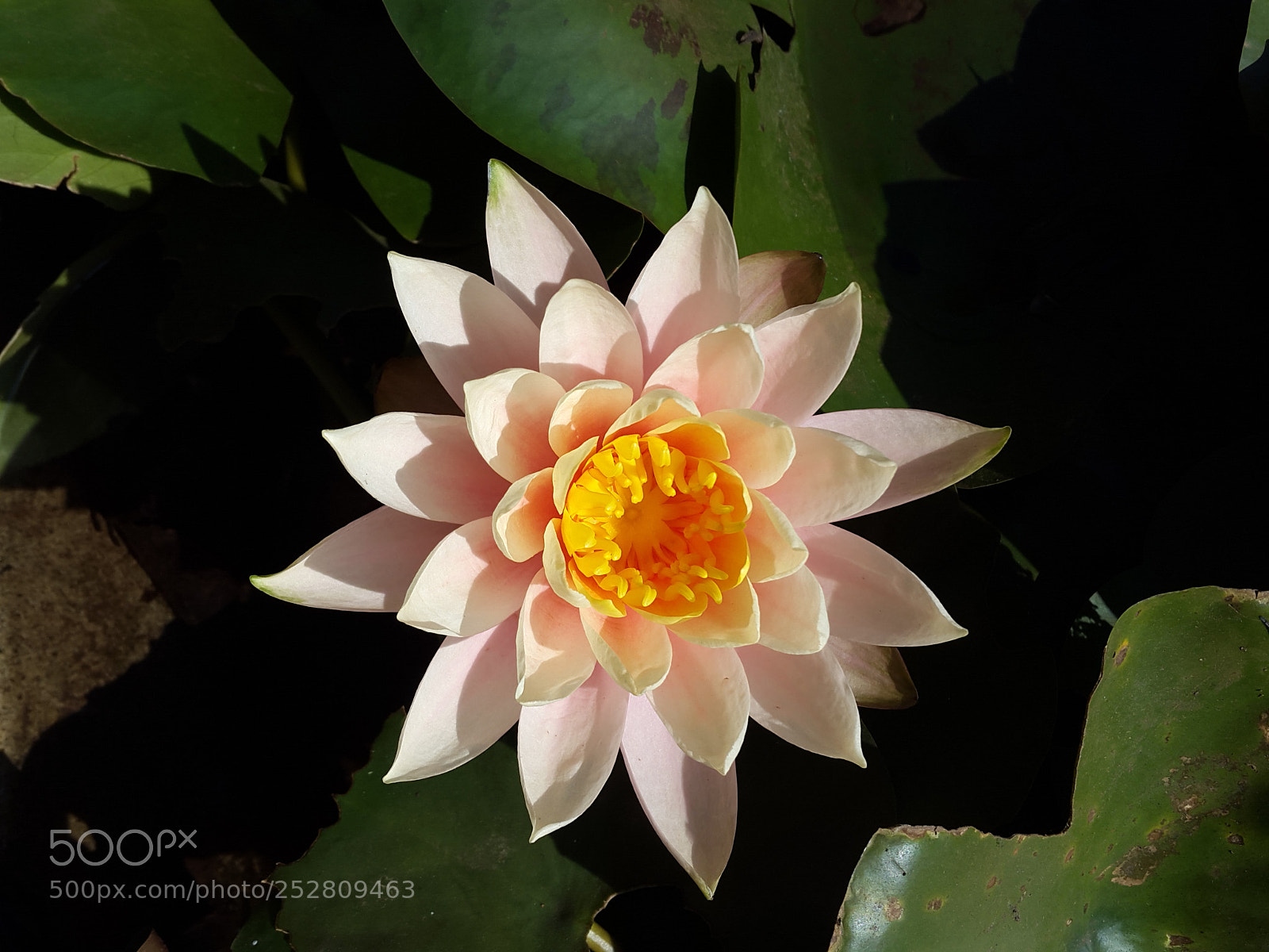 Samsung Galaxy S5 sample photo. Ameyzing flowers photography