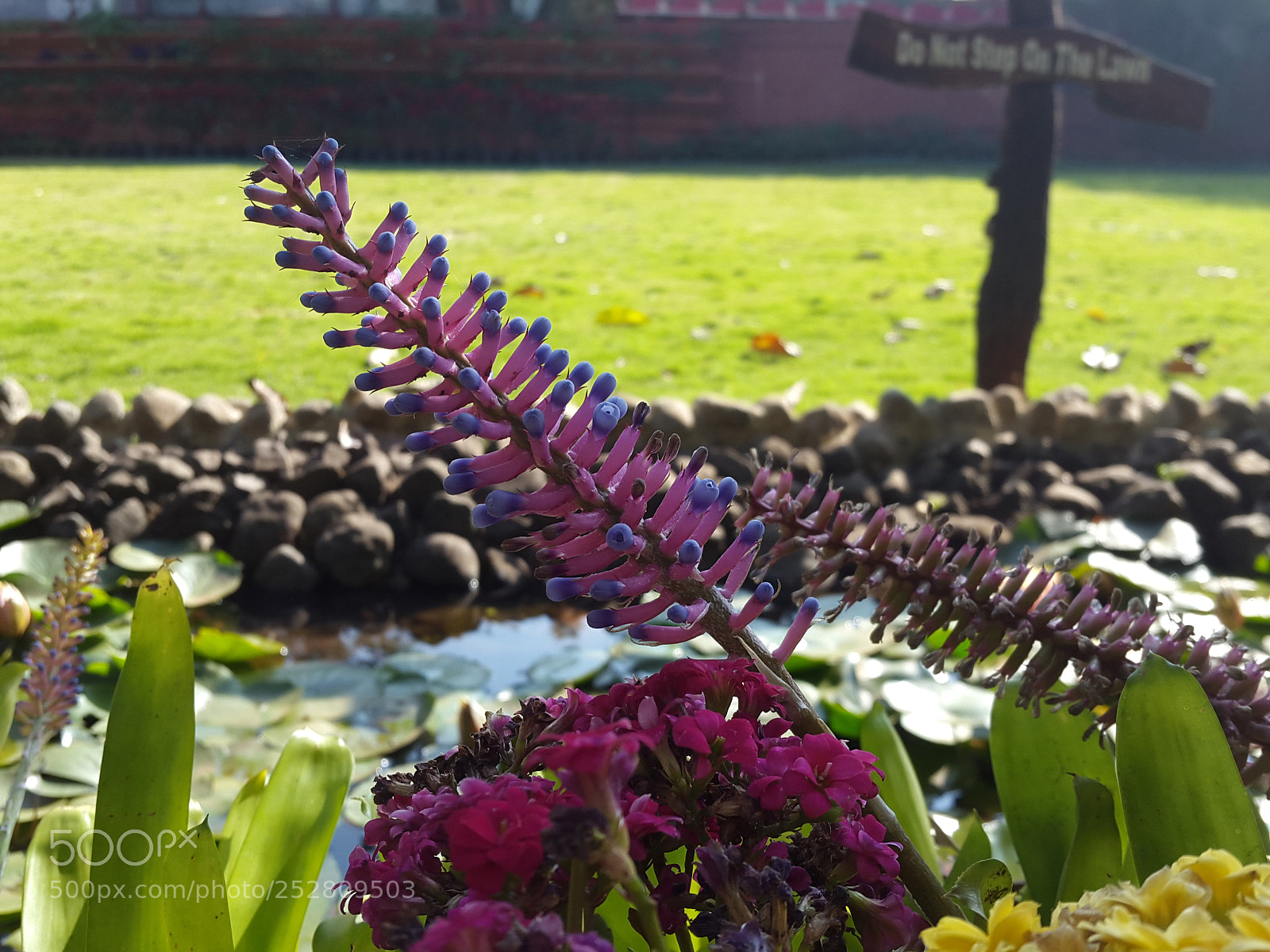 Samsung Galaxy S5 sample photo. Ameyzing flowers photography