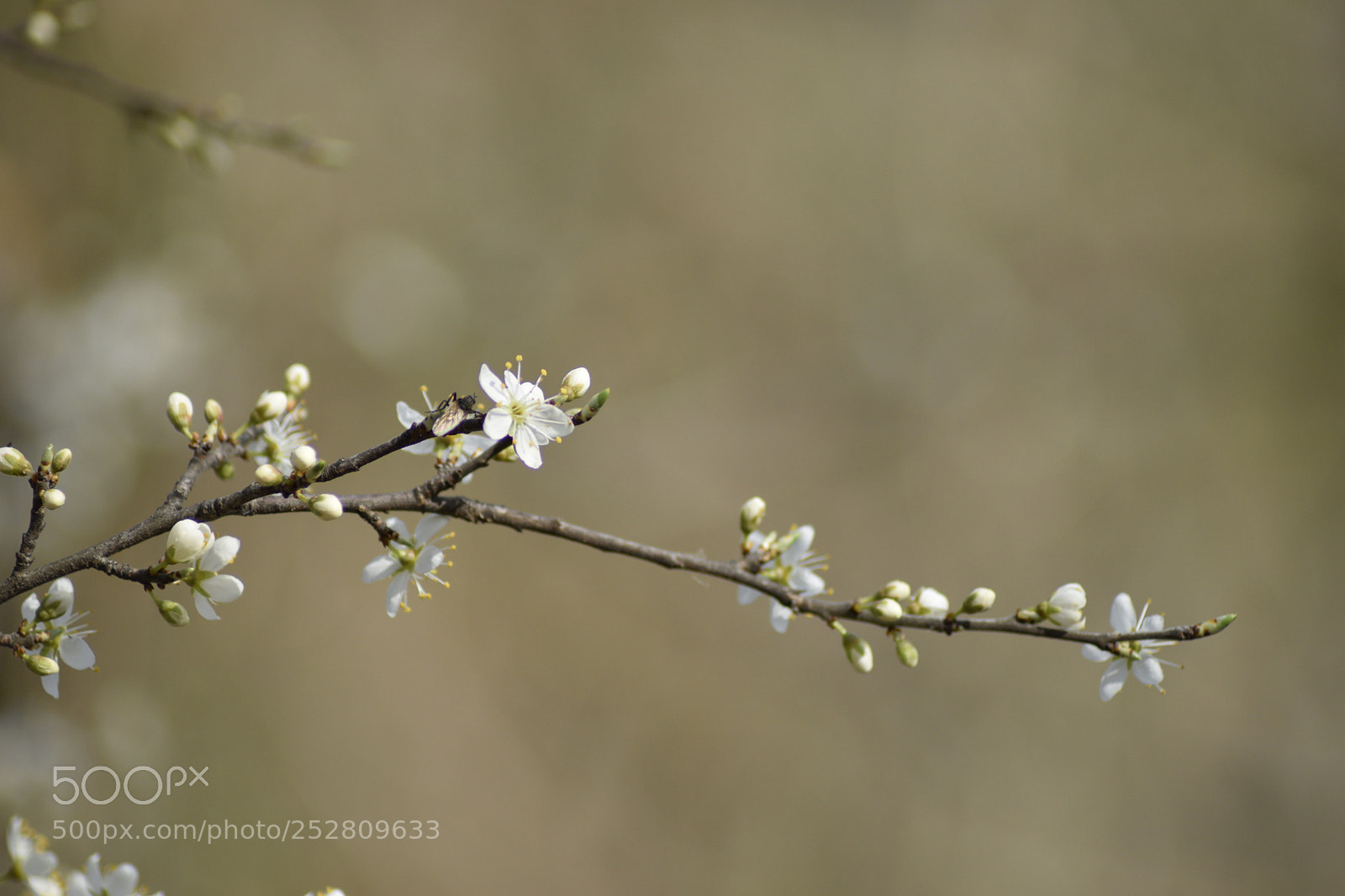 Nikon D3300 sample photo. Fiori photography