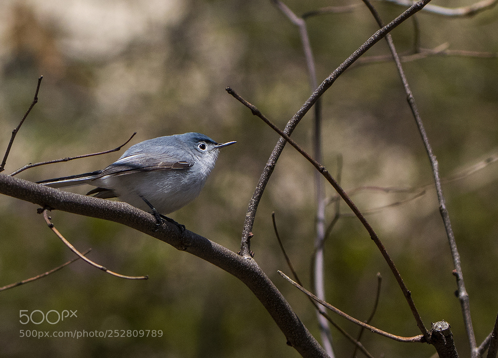 Canon EOS 80D sample photo. Gnatcatcher boucing around the photography