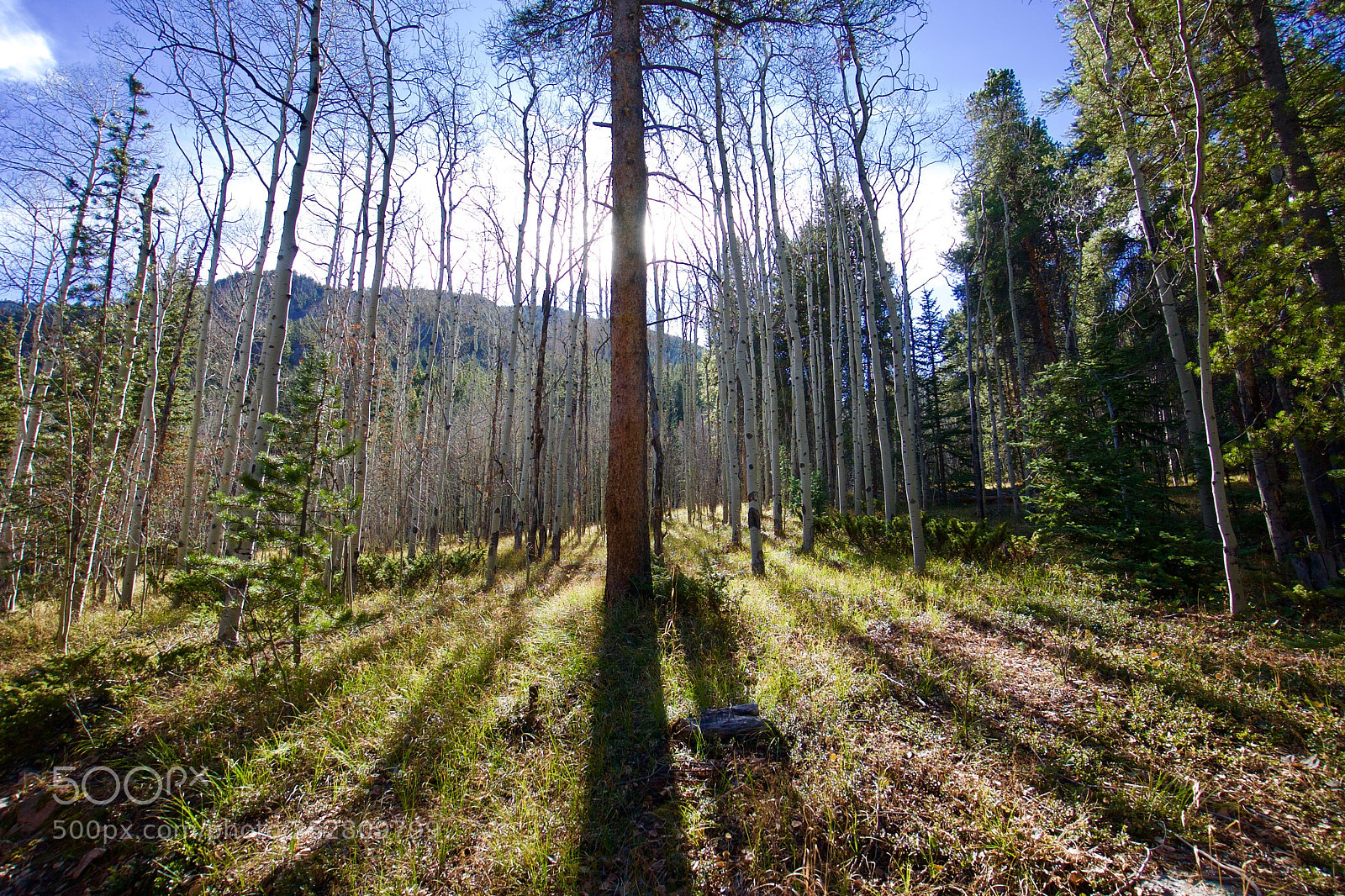 Sony a7 sample photo. Forest and the trees photography