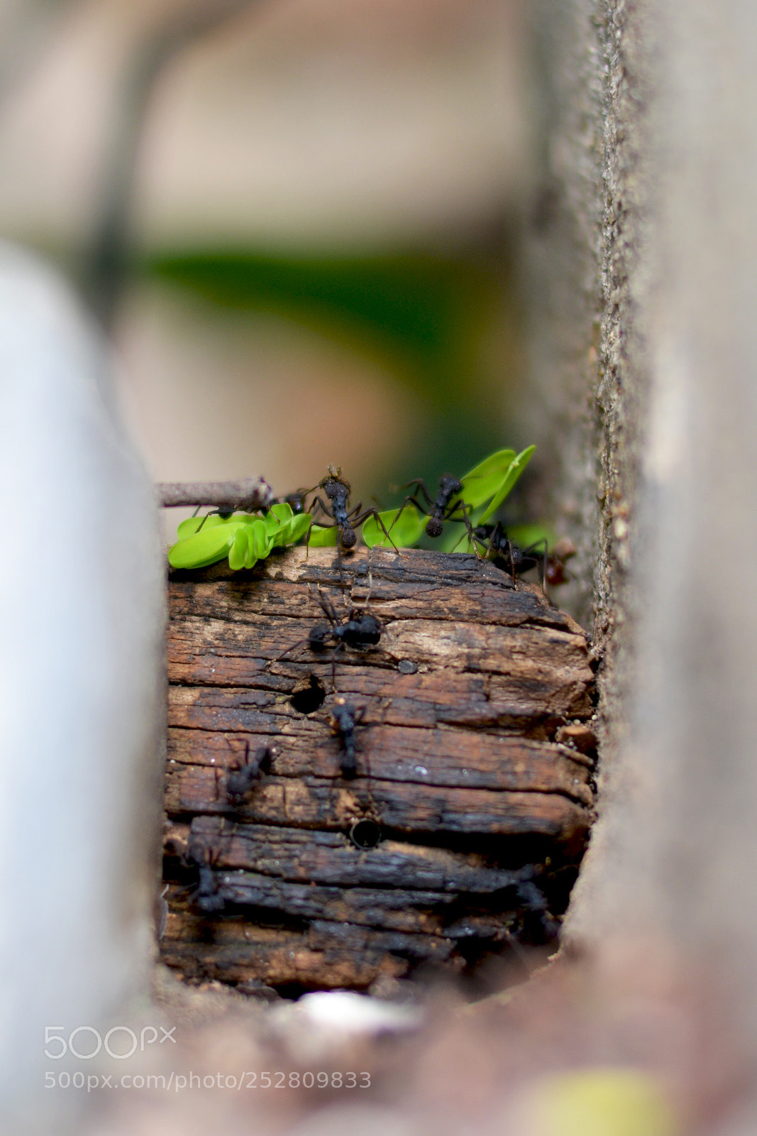 Nikon D7100 sample photo. Giant ants little world photography