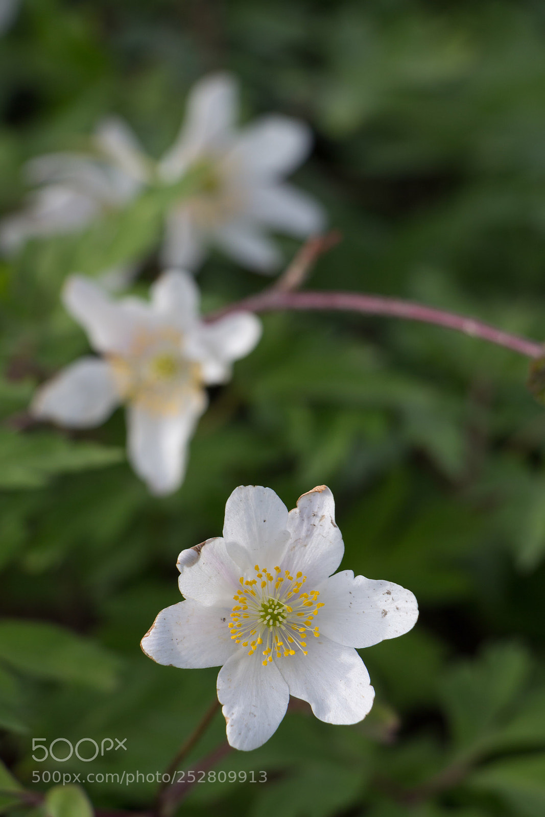 Canon EOS 700D (EOS Rebel T5i / EOS Kiss X7i) sample photo. Flowers  photography