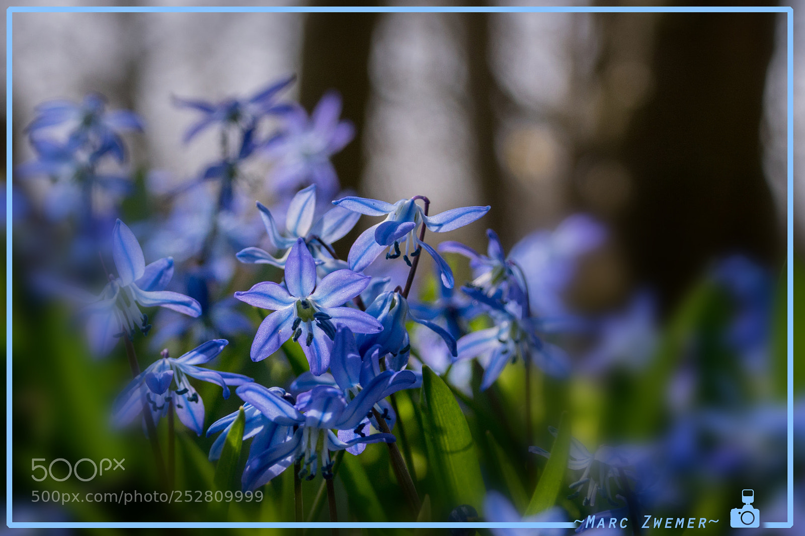Sony ILCA-77M2 sample photo. Flowers in a forest photography