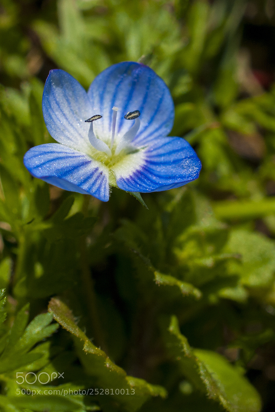 Nikon D300 sample photo. Veronica persica photography