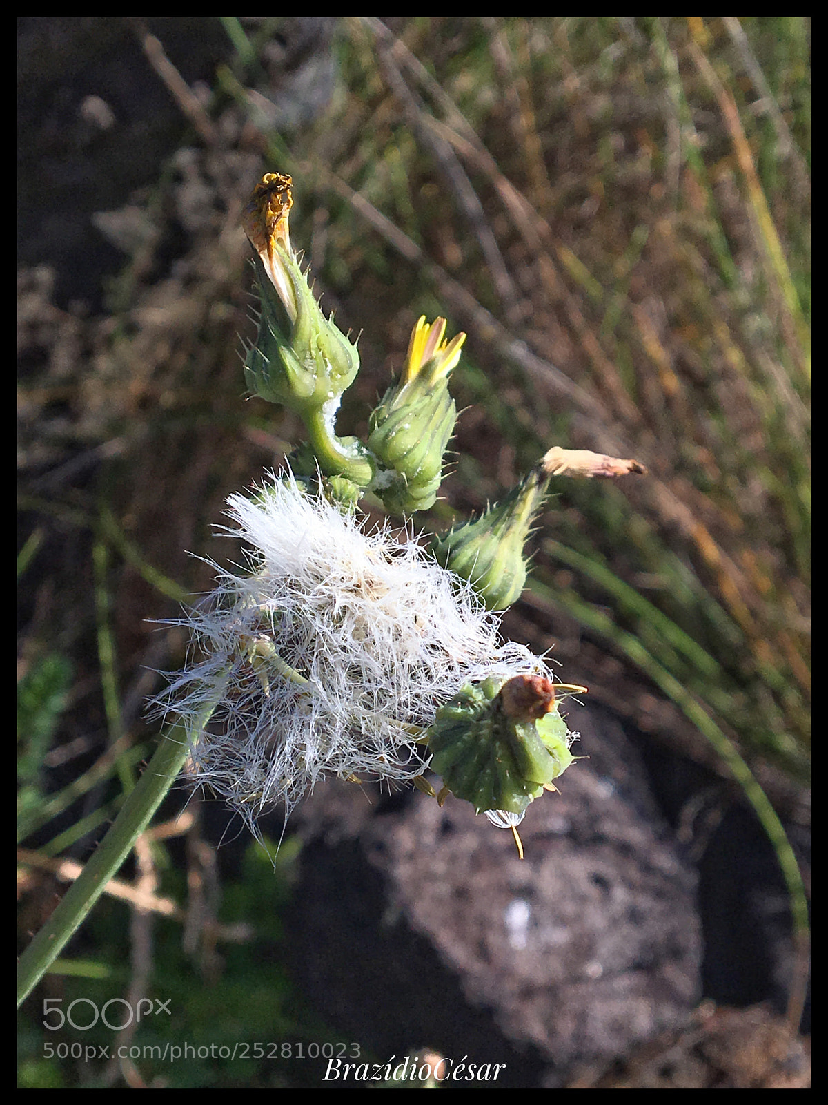 Apple iPhone 6s sample photo. Untitled photography