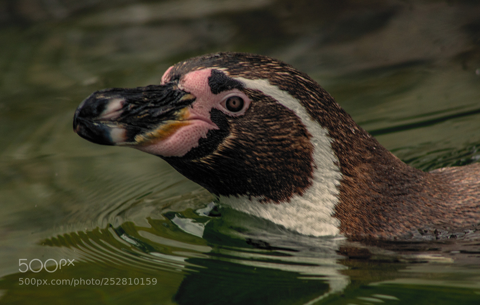 Canon EOS 650D (EOS Rebel T4i / EOS Kiss X6i) sample photo. Humboldt penguin photography