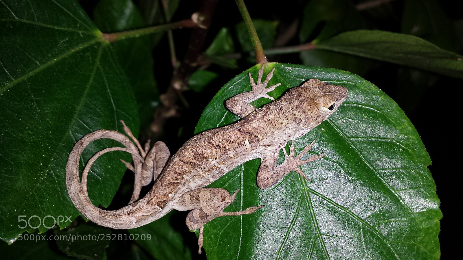 Samsung Galaxy S4 sample photo. Lizard photography