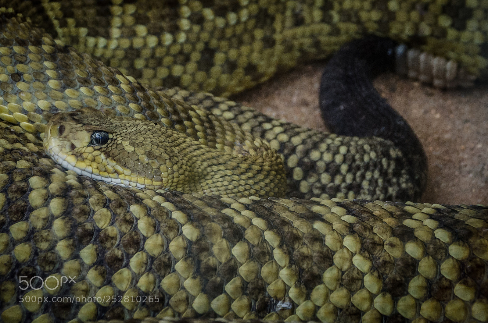 Nikon D7000 sample photo. Rattle snake photography