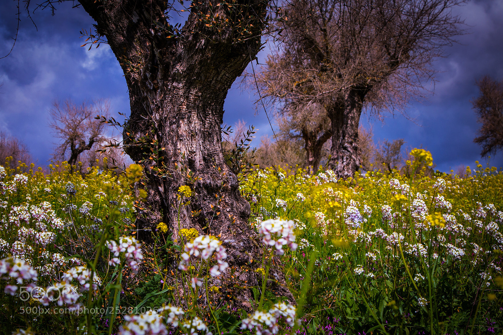 Canon EOS 70D sample photo. Mañana de tormenta photography