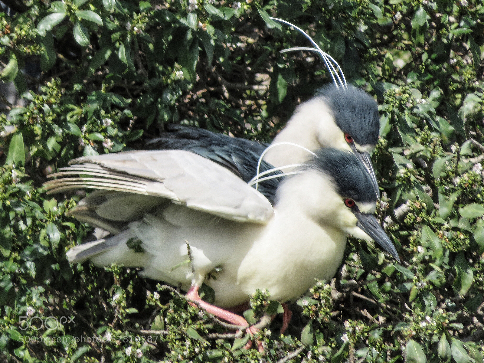 Canon PowerShot SX720 HS sample photo. Tandem  photography