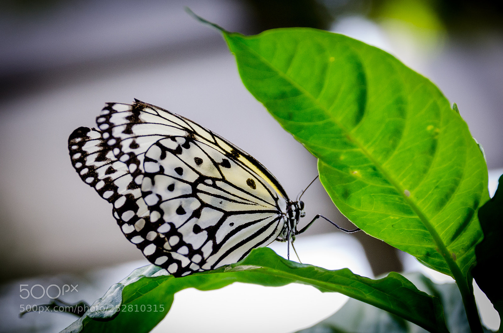 Nikon D7000 sample photo. White butterfly photography