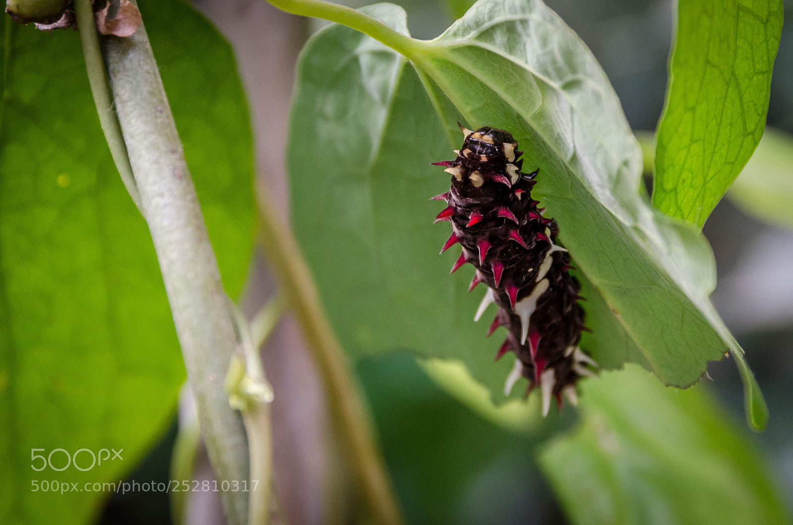 Nikon D7000 sample photo. Spiky caterpillar photography