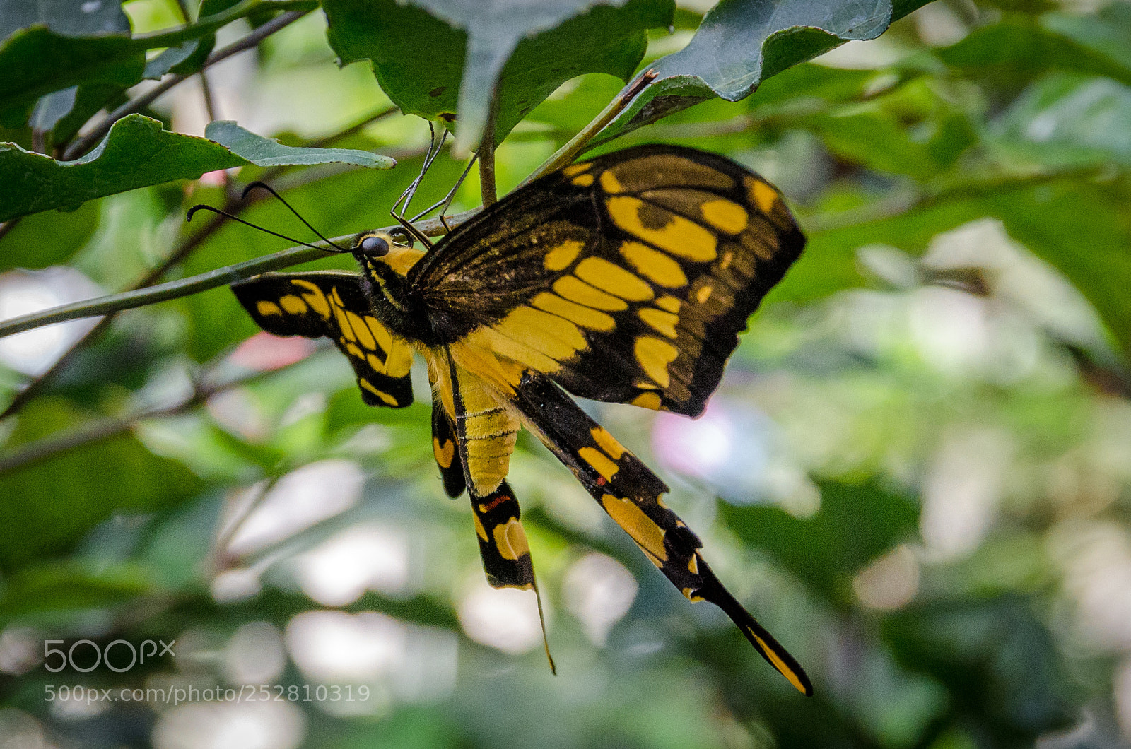 Nikon D7000 sample photo. Yellow butterfly photography