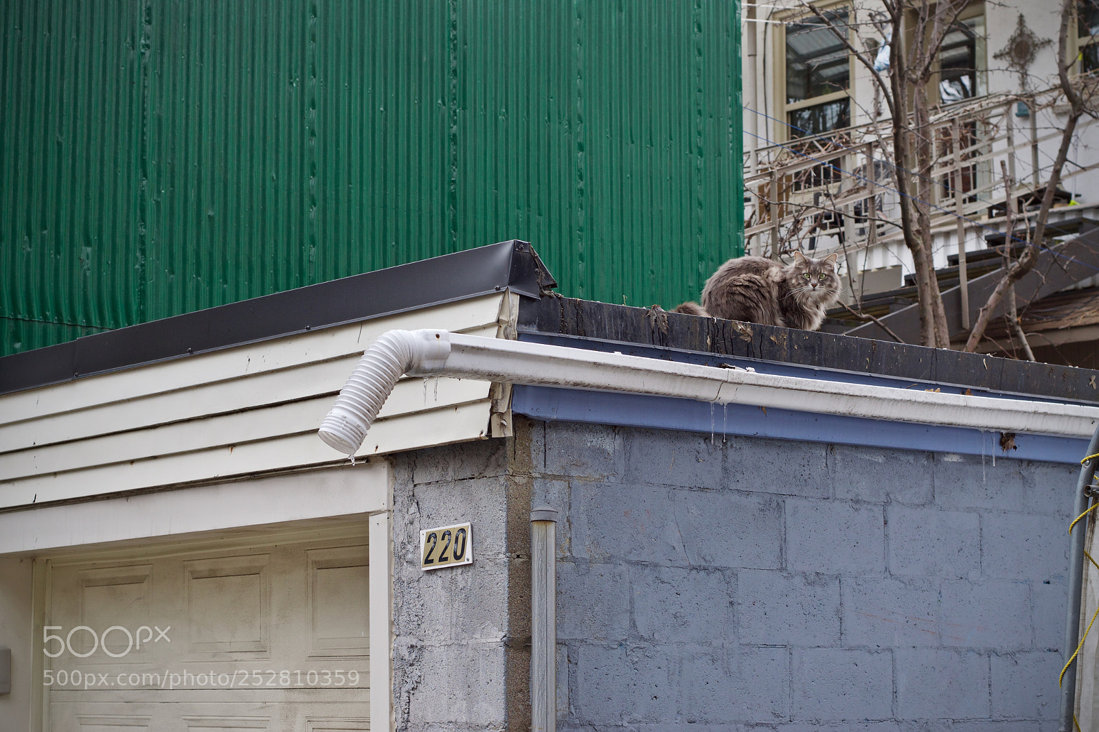 Nikon D5300 sample photo. Kitty photography