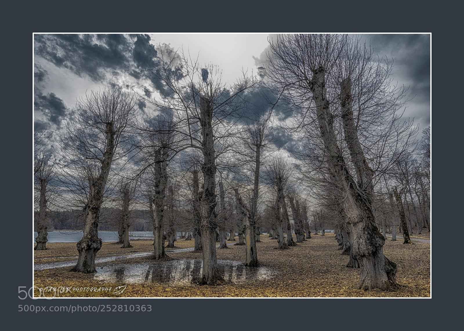 Nikon D7200 sample photo. Moody trees photography