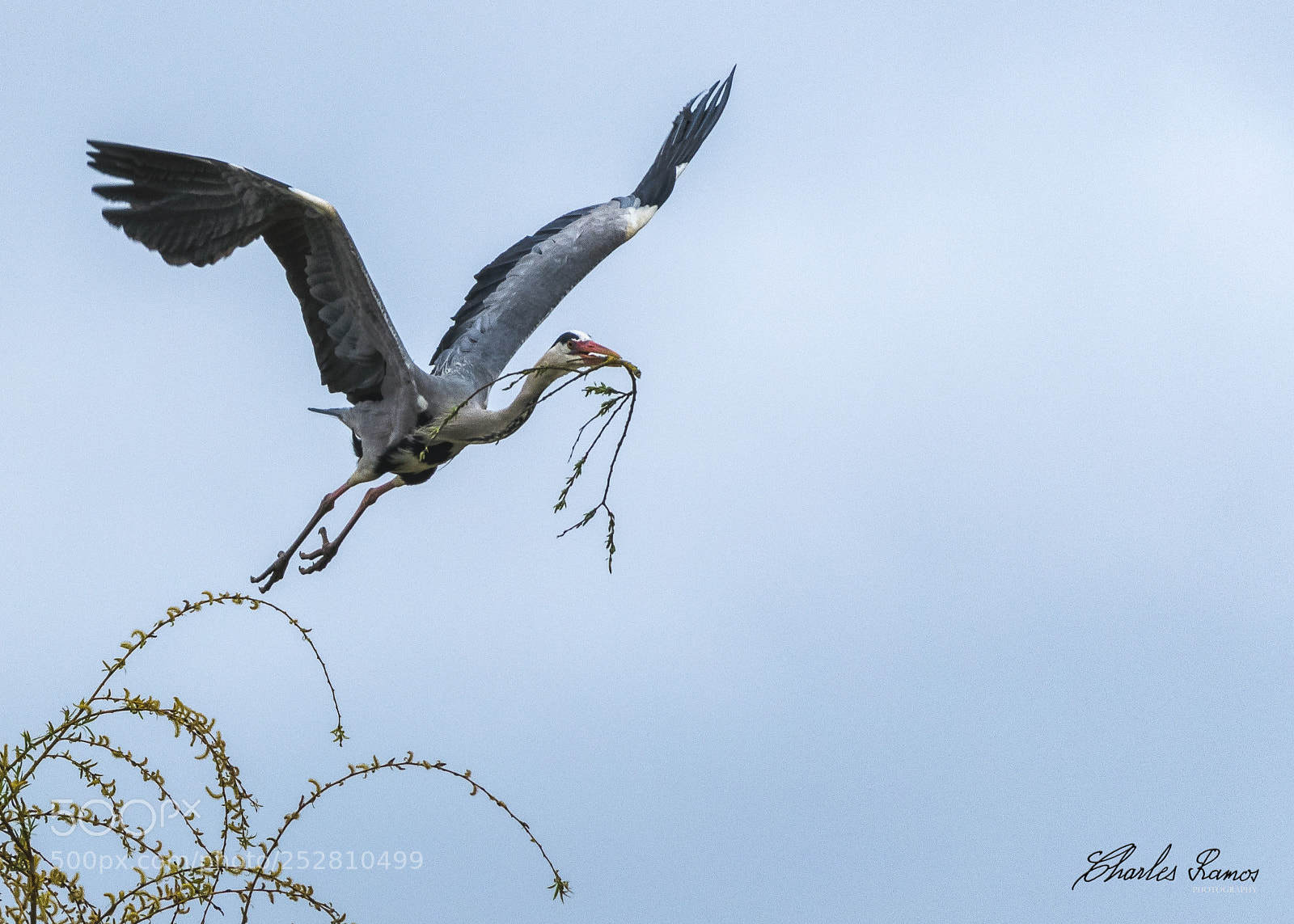 Nikon D500 sample photo. The builder heron photography